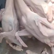 光身棚鹅，黑棕鹅，现杀鲜鹅，全国各地可以发货