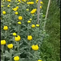 广州清明菊花黄，白单头菊花基地直销。现釆现卖，质量保证