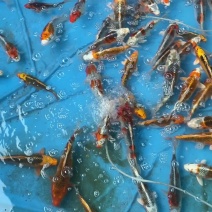 锦鲤