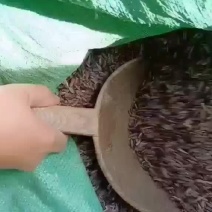 云南丽江产地出售木香种子种苗，秦艽种子种苗，当归种子等