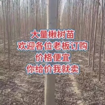 楸树苗