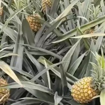 云南香菠萝
