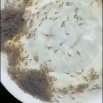 鲈鱼水花苗规格齐全基地供货专业养殖欢迎全国客户订购