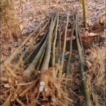 米径4公分精品青桐树质量有保证！量大从优！