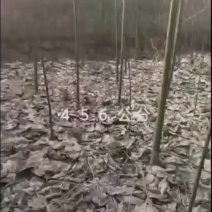 米径5公分精品青桐树质量有保证！量大从优！