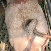 美系高长版杜洛克种猪
