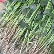 蜜薯脱毒原种红薯苗日出苗50万株本小拱棚全面晾晒