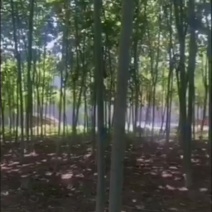米径8公分精品青桐树质量有保证！量大从优！