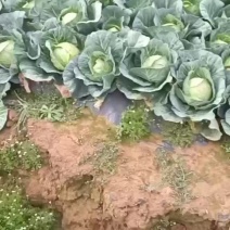 云南小铁头价格好商量