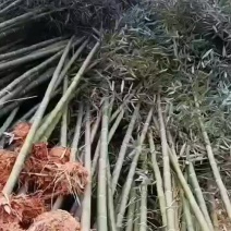 批发竹子，早园竹，刚竹，淡竹，毛竹1-5公分