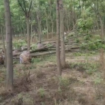 基地直销紫花苦楝2-25公分苦楝树低价处理