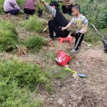 大天冬苗灵山原产地正品大天冬产地直发包邮免运费
