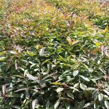 福建木荷种植批发基地，欢迎新老客户来实地考察。