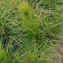 湿地松