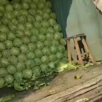 甘蓝