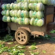 【热卖推荐】聊城东昌府大量供应精品黄心大白菜欢迎联系