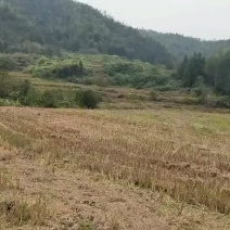 土地流转