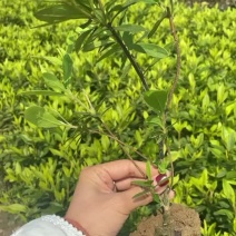 杜鹃