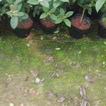 四季桂花盆栽四季开花档口电商绿化的精品货福建龙岩基地直销