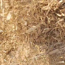 大量除尘二次粉碎玉米秸秆，干净，无尘，水分12.../