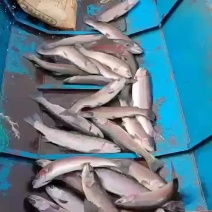 三文鱼