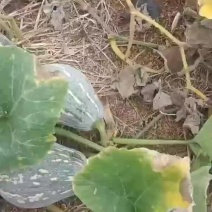 标准香芋南瓜