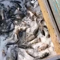 大头鱼苗、花鲢苗、雄鱼苗、