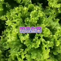 大棚一级好生菜
