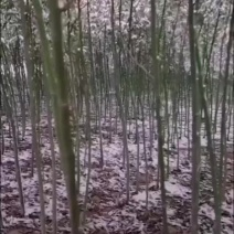 地径3公分精品香樟质量有保证！量大从优！