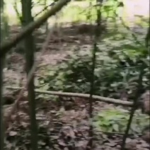 米径5公分精品香樟质量有保证！量大从优！