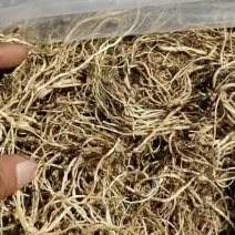 龙胆草