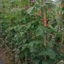 高度90厘米藤本月季质量有保证！量大从优！