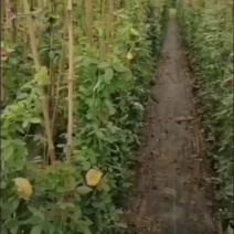 高度100厘米藤本月季质量有保证！量大从优！