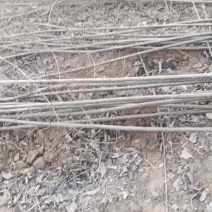 大量出售107速生杨树苗