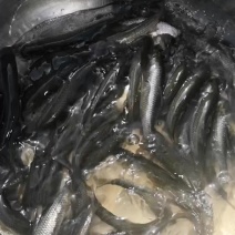 优质草鱼苗，鲩鱼苗，【产地直销】欢迎你的选购。