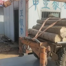 银杏树木材