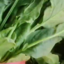 邯郸市大量小叶波菜上市中，量大从优，欢迎选购