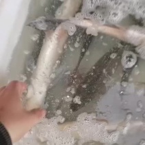 自家水库出产翘嘴鱼，新鲜自然生长，肉质细腻，大小规格都有