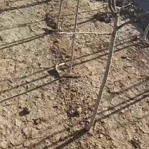 山楂苗红果树苗品种多质量好价格优大金星外把红