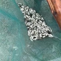鲫鱼大片和水花预售开始啦