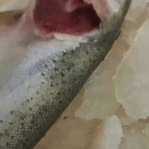 养殖三文鱼
