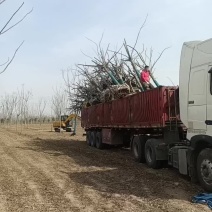 栾树12公分栾树
