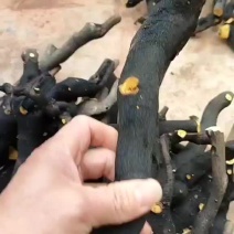 金弹子下山桩，碳化老桩，砣砣绞绞统货出，不挑不选