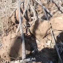 107速生杨树苗大量有货