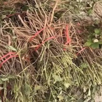 药用牡丹苗苗圃直销，來人來電聯繫電話，一亩田交易