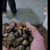 出售油茶种子