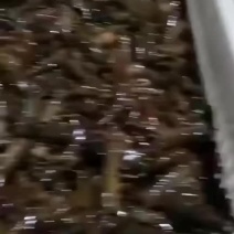龙虾苗