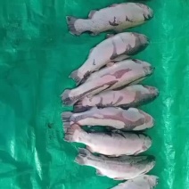 青海龙羊峡三文鱼