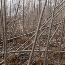 107速生杨树苗大量有货