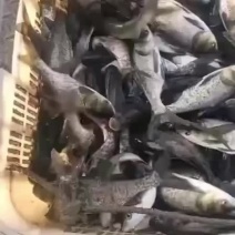 花鲢苗